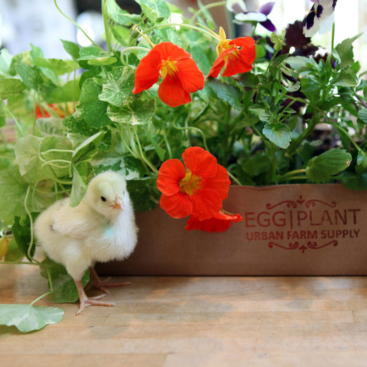 EggPlant Gift Card