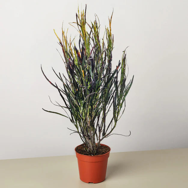 Croton Picasso 6" Houseplant