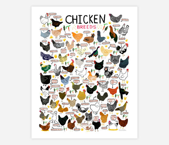 Poster Chicken Breeds Illustrated