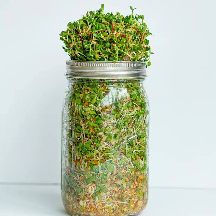 Sprouting Kit Jar Grow Your Own-Zesty Salad