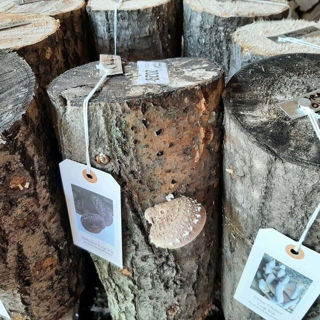 Inoculated logs with labels attached. One log has a mushroom growing out the side.