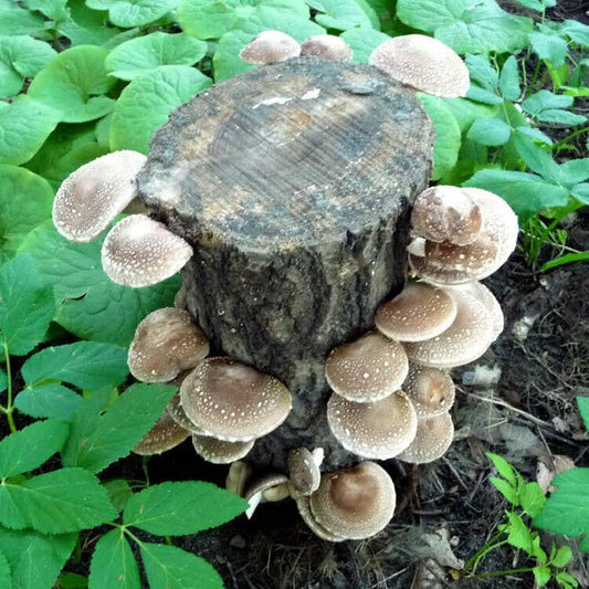 A mushroom log fruiting with shiitakes. The log is outside, wild ginger is growing in the background.